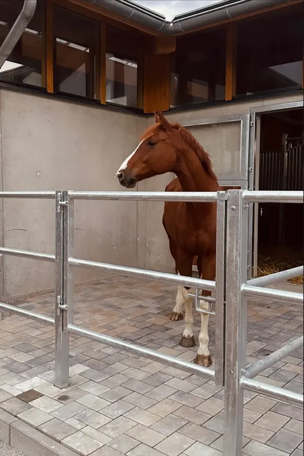 Gepflasterte Paddocks